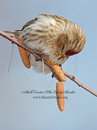 Acanthis flammea  COMMON REDPOLL 6035956
