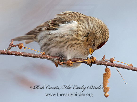 Acanthis flammea  COMMON REDPOLL 6035955