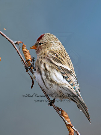 Acanthis flammea  COMMON REDPOLL 6035959