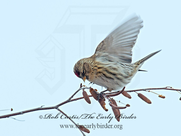Acanthis flammea  COMMON REDPOLL 6036002