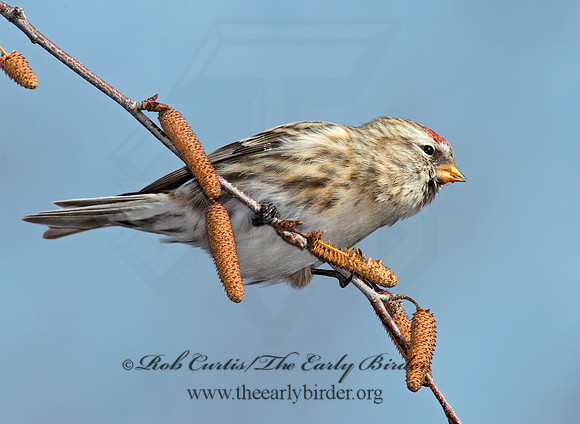 Acanthis flammea  COMMON REDPOLL 6035962
