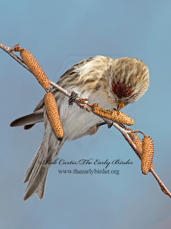 Acanthis flammea  COMMON REDPOLL 6035961