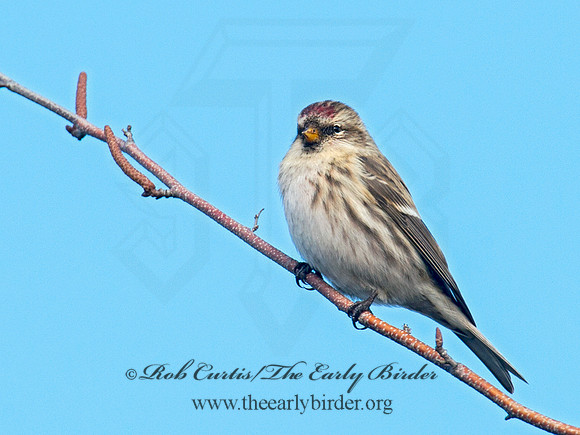 Acanthis flammea  COMMON REDPOLL 6036009