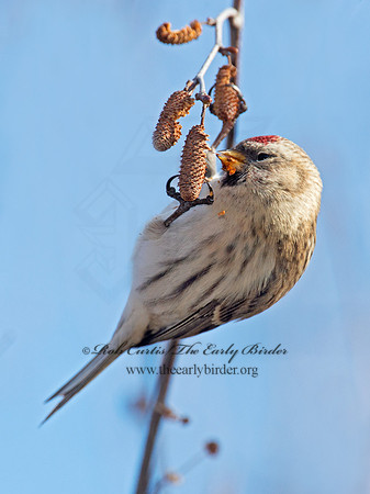 Acanthis flammea  COMMON REDPOLL 6036020