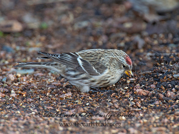 Acanthis flammea  COMMON REDPOLL 6036027
