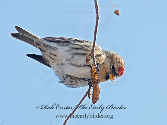 Acanthis flammea  COMMON REDPOLL 6036032