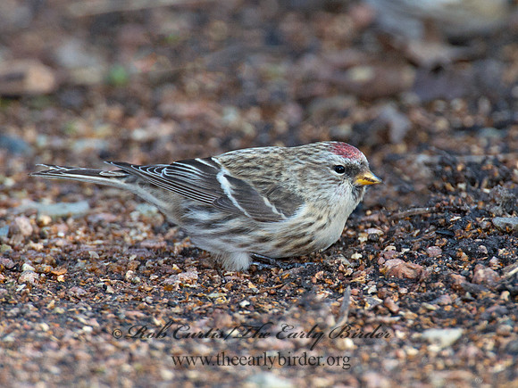 Acanthis flammea  COMMON REDPOLL 6036028