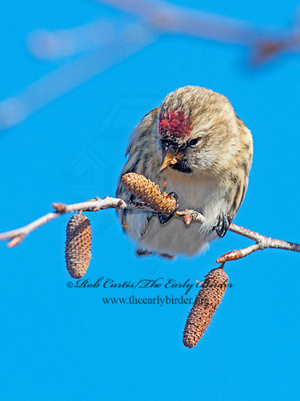 Acanthis flammea  COMMON REDPOLL 6036035