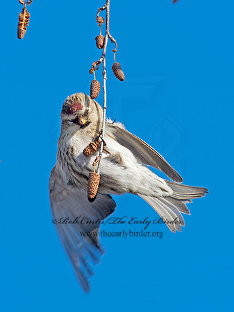 Acanthis flammea  COMMON REDPOLL 6036038