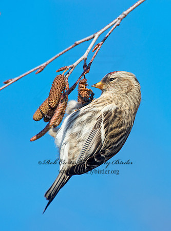 Acanthis flammea  COMMON REDPOLL 6036049