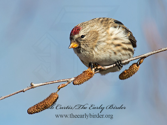Acanthis flammea  COMMON REDPOLL 6036063