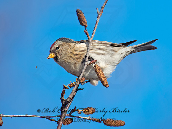 Acanthis flammea  COMMON REDPOLL 6036070