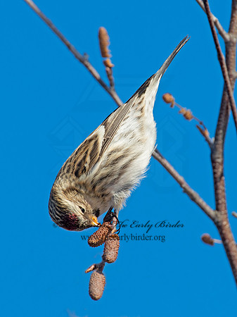 Acanthis flammea  COMMON REDPOLL 6036071