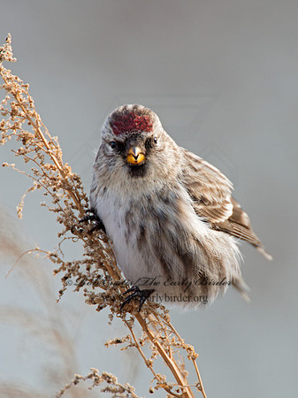 Acanthis flammea  COMMON REDPOLL 6036296