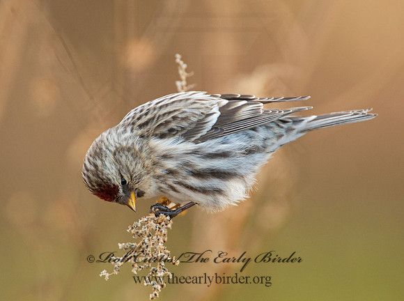 Acanthis flammea  COMMON REDPOLL 6036272