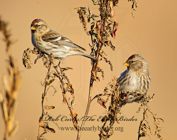Acanthis flammea  COMMON REDPOLL 6036439
