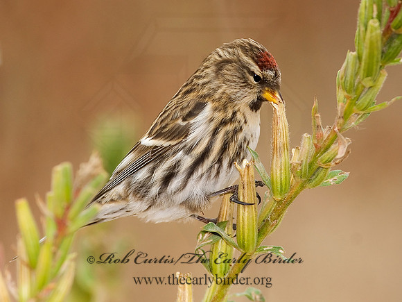 Acanthis flammea  COMMON REDPOLL 7013278