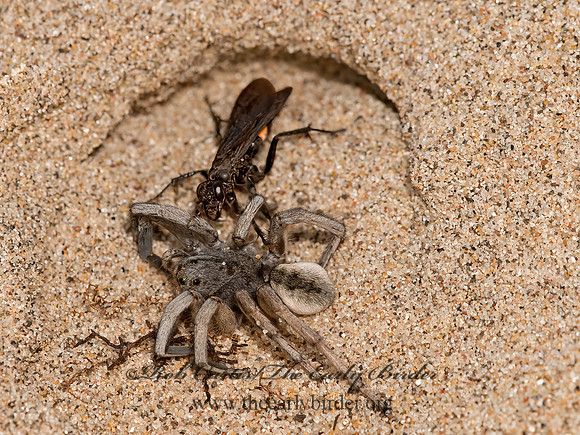 Anoplius semicinctus  POMPILINAE SPIDER WASP 9040837z