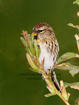Acanthis flammea  COMMON REDPOLL 7013283,"1"