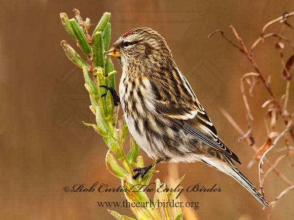 Acanthis flammea  COMMON REDPOLL 7013281,"1"
