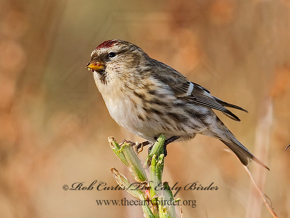 Acanthis flammea  COMMON REDPOLL 7013312