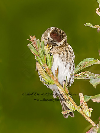 Acanthis flammea  COMMON REDPOLL 7013286,"1"