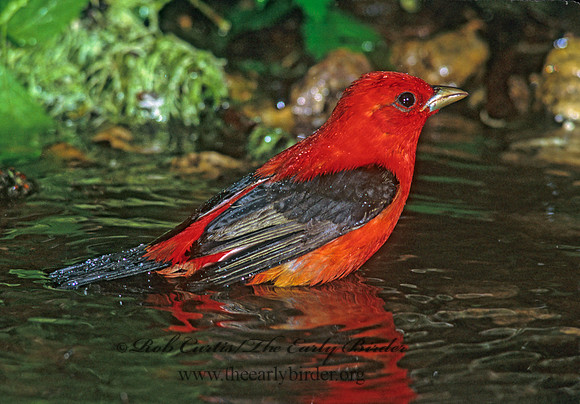 Piranga olivacea  SCARLET TANAGER 192622