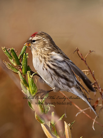 Acanthis flammea  COMMON REDPOLL 7013331