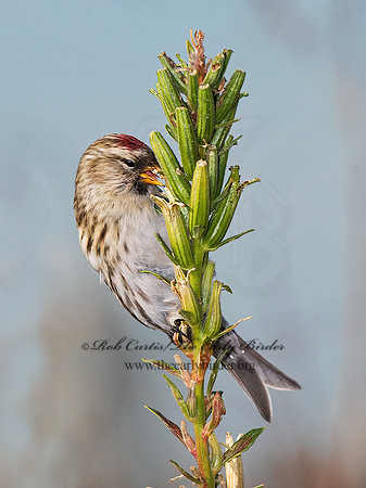 Acanthis flammea  COMMON REDPOLL 7013320