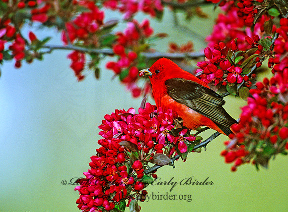 Piranga olivacea  SCARLET TANAGER 1271613