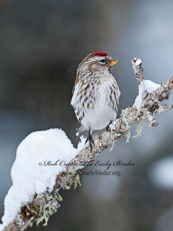Acanthis flammea  COMMON REDPOLL 8030730