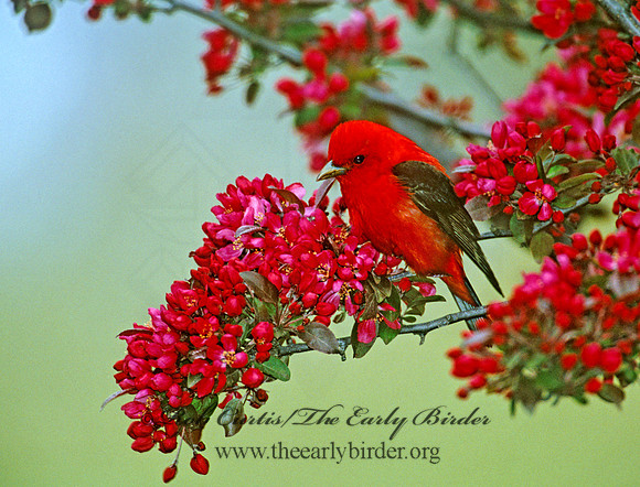 Piranga olivacea  SCARLET TANAGER 1271614