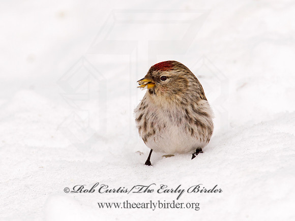 Acanthis flammea  COMMON REDPOLL 9008945