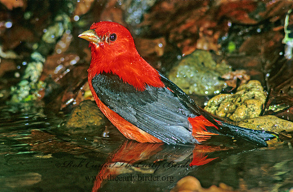 Piranga olivacea  SCARLET TANAGER 191404