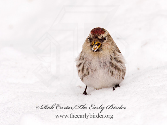 Acanthis flammea  COMMON REDPOLL 9008946