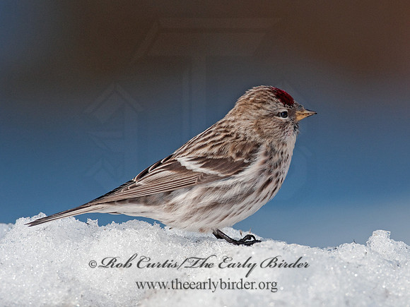 Acanthis flammea  COMMON REDPOLL 3012447