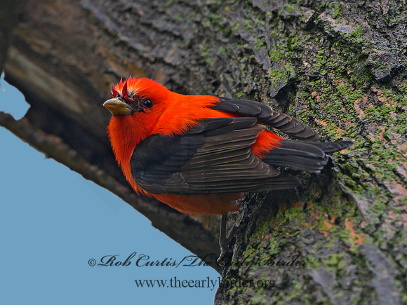 Piranga olivacea  SCARLET TANAGER 1302818