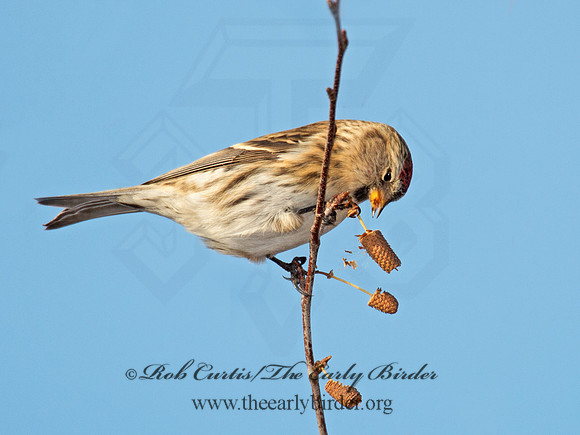 Acanthis flammea  COMMON REDPOLL 6035922