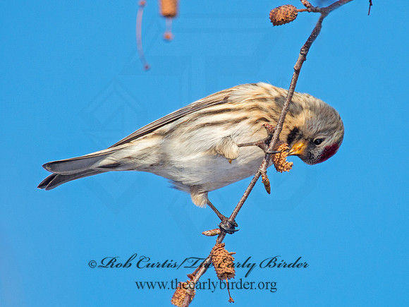 Acanthis flammea  COMMON REDPOLL 6035919