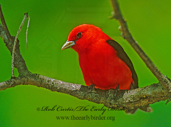 Piranga olivacea  SCARLET TANAGER 1272523