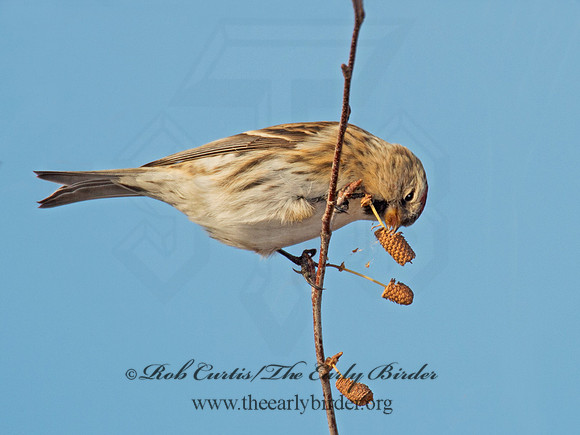 Acanthis flammea  COMMON REDPOLL 6035926