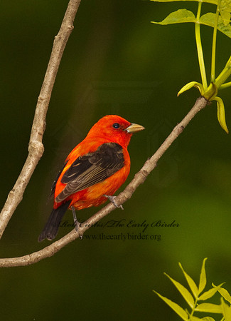Piranga olivacea  SCARLET TANAGER 3002062