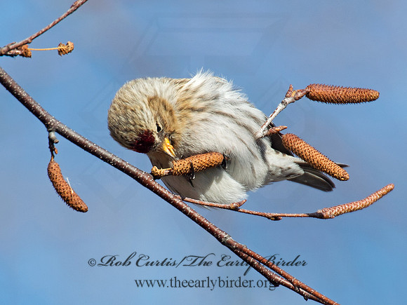Acanthis flammea  COMMON REDPOLL 6035934