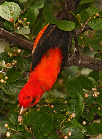 Piranga olivacea  SCARLET TANAGER 3002323
