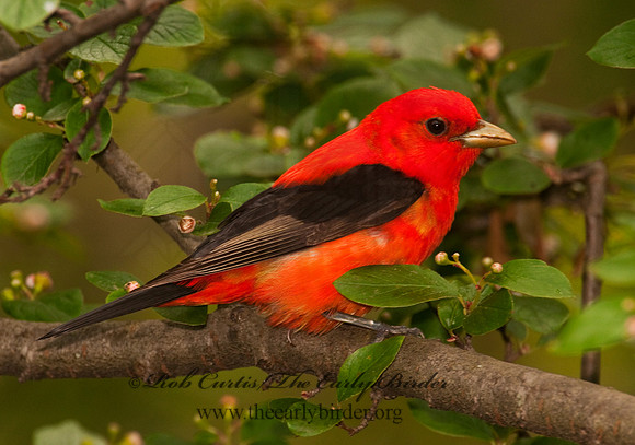 Piranga olivacea  SCARLET TANAGER 3002325