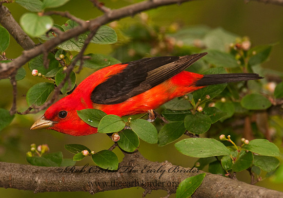 Piranga olivacea  SCARLET TANAGER 3002326