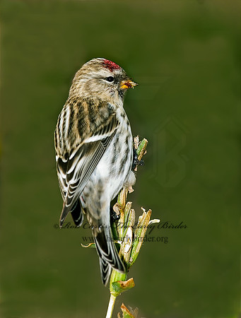 Acanthis flammea  COMMON REDPOLL 7013293,"1"