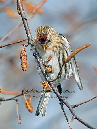 Acanthis flammea  COMMON REDPOLL 6035936