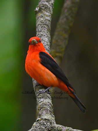 Piranga olivacea  SCARLET TANAGER 3020688