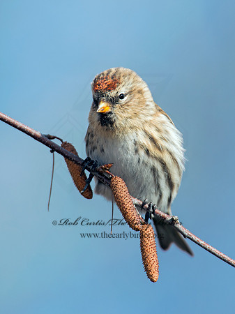 Acanthis flammea  COMMON REDPOLL 6035949